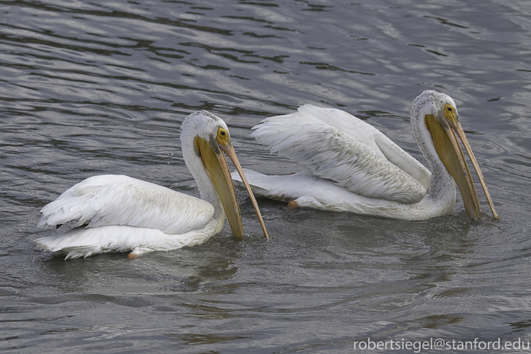 white pelicans